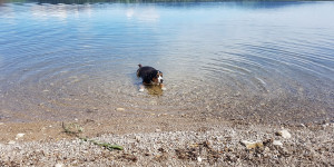 Beitragsbild des Blogbeitrags Urlaubsgrüsse vom Wallersee 