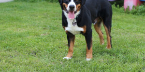 Beitragsbild des Blogbeitrags Einen Heimaturlaub im Mühlviertel …. 