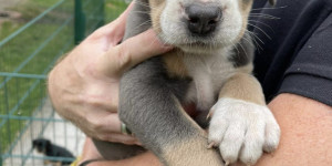 Beitragsbild des Blogbeitrags So bunt können Sennenhunde sein