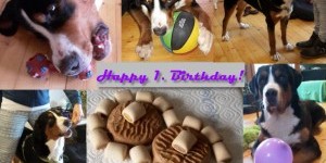 Beitragsbild des Blogbeitrags Alles Gute allen N-Wurf-Geschwistern zum Geburstag 