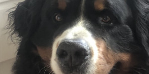 Beitragsbild des Blogbeitrags Veiti immer Zunge bereit