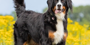 Beitragsbild des Blogbeitrags Swissydog Hunde in der Nachbarschaft werden sich bald verdoppeln