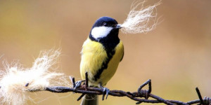Beitragsbild des Blogbeitrags Vögel klauen Haare von lebenden Tieren für den Nestbau