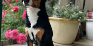 Beitragsbild des Blogbeitrags Amy mit Blumen Hintergrund