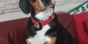 Beitragsbild des Blogbeitrags Dein Charlie wird bald ein Jahr