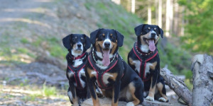 Beitragsbild des Blogbeitrags 3 Sennenhunde im Sommer Urlaub auf der Alm