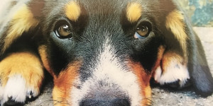 Beitragsbild des Blogbeitrags Maarten ist im Hundehimmel