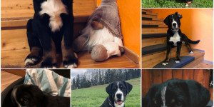 Beitragsbild des Blogbeitrags Sammy war kürzlich auch ein Jahr – ein Foto Rückblick 
