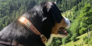 Beitragsbild des Blogbeitrags Erste Sesselift Fahrt für Bethoven