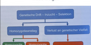 Beitragsbild des Blogbeitrags Inzuchtfolgen