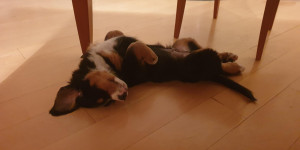 Beitragsbild des Blogbeitrags Pezi #1!