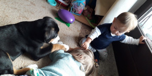 Beitragsbild des Blogbeitrags Gründe warum dein Kind mit einem Hund aufwachsen soll. 