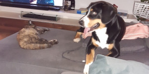 Beitragsbild des Blogbeitrags Mit unserer bald 22 jährigen Katze  