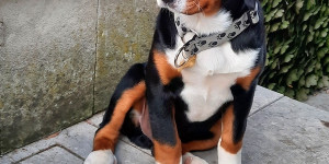 Beitragsbild des Blogbeitrags Saffron ist Lebhaft wie er sein soll und hat schon gut Gewicht zugenommen.