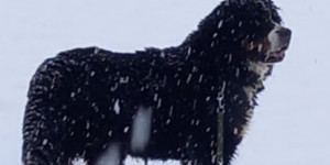 Beitragsbild des Blogbeitrags Adventgruss vom Veit