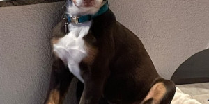 Beitragsbild des Blogbeitrags Ihr Rufname ist jetzt Cookie und sie hat unser Leben zimlich auf den Kopf gestellt.