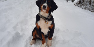 Beitragsbild des Blogbeitrags Saffron im Schnee