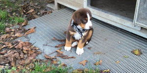 Beitragsbild des Blogbeitrags Urmel ist 4 Monate