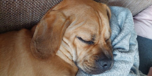 Beitragsbild des Blogbeitrags Tipp für Puggle Interessenten