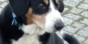 Beitragsbild des Blogbeitrags Entlebucher Xeno, war als fünfjähriger  im Herbst 2021 auf Herbergsuche 