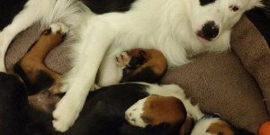 Beitragsbild des Blogbeitrags Anbei ein paar Fotos vom Beno 