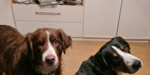 Beitragsbild des Blogbeitrags Die beiden sind ein echt gutes Team.