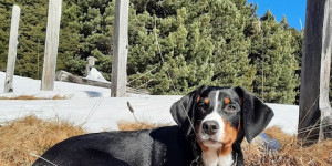 Beitragsbild des Blogbeitrags Saffron und ich wünschen Alles Gute im Neuen Jahr aus dem ersten Urlaub in den Dolomiten.