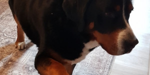 Beitragsbild des Blogbeitrags 10. Geburtstag des Swissydog Wurfe von Duma