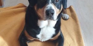 Beitragsbild des Blogbeitrags Entlebucher in Not – auf LebensPlatzsuche 