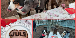 Beitragsbild des Blogbeitrags Zum 7. Geburtstag feiert Julchen eine grosse Party