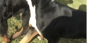 Beitragsbild des Blogbeitrags Ebenso wie Menschen kommunizieren Hunde mithilfe der Körpersprache und ihren Tönen.