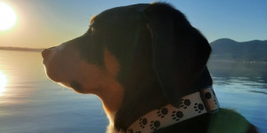 Beitragsbild des Blogbeitrags Saffron ist ein ganz braver