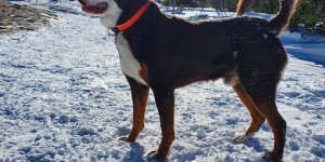 Beitragsbild des Blogbeitrags Carlos liebt den Schnee!