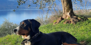 Beitragsbild des Blogbeitrags Saffron nach dem Haarwechsel – ein rundum glänzender Hund 