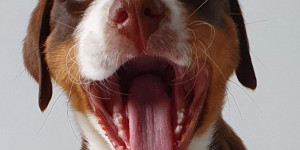 Beitragsbild des Blogbeitrags Die erste Zeit mit einem Welpen ist was besonderes.
