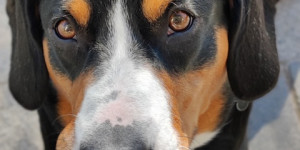 Beitragsbild des Blogbeitrags Wie sehen gesunde Augen beim Hund aus? 