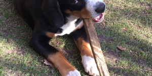 Beitragsbild des Blogbeitrags Aramis aus Tirol 