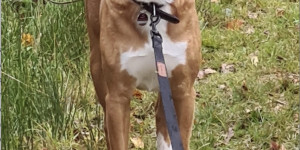 Beitragsbild des Blogbeitrags Appenzeller Sennenhunde hat man im Verein der FCI nur als tricolor gezüchtet !