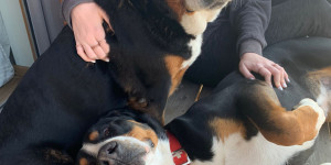 Beitragsbild des Blogbeitrags Das Aussehen sagt einfach wenig darüber aus, wie sich der Hund verhalten wird.