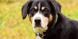 Beitragsbild des Blogbeitrags Etel von den Gänsewiesen 16. Geburtstag 