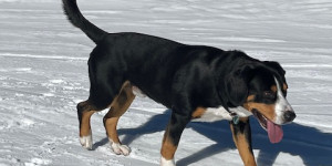 Beitragsbild des Blogbeitrags Floyd – wir vermissen dich.