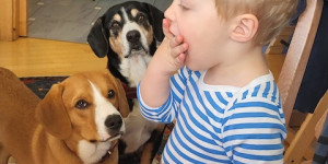 Beitragsbild des Blogbeitrags So schöne Entlebucher