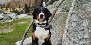 Beitragsbild des Blogbeitrags Saffron meldet sich aus Italien