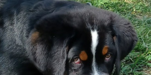 Beitragsbild des Blogbeitrags Neue Bilder Enzo
