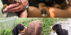 Beitragsbild des Blogbeitrags 1. Geburtstag von Frieda