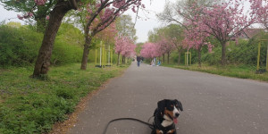 Beitragsbild des Blogbeitrags Ein Sohn von Dexter