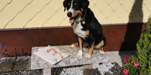 Beitragsbild des Blogbeitrags Ringo feiert Geburtstag