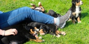 Beitragsbild des Blogbeitrags Geburtstag Kimba und Milow