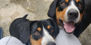 Beitragsbild des Blogbeitrags Charlie und Ruva aus Linz