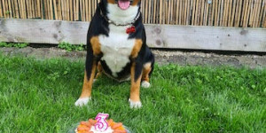 Beitragsbild des Blogbeitrags Alitas 3. Geburtstag wurde richtig schön gefeiert.